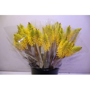 Knip Eycone Yellow X5