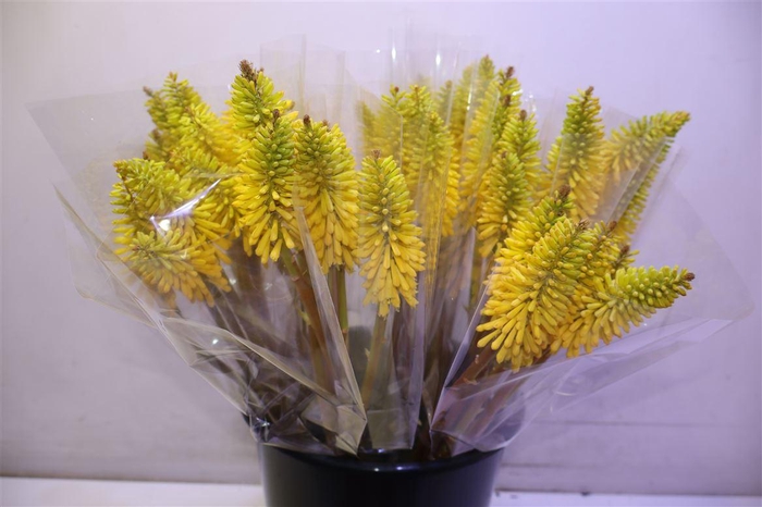 <h4>Knip Eycone Yellow X5</h4>