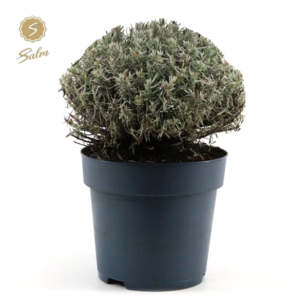 <h4>Lavandula ang. 'Felice Premium Provence'® P27</h4>