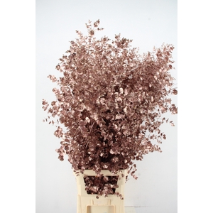 Euca Gu Azura Antique Pink