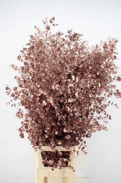 <h4>Euca Gu Azura Antique Pink</h4>