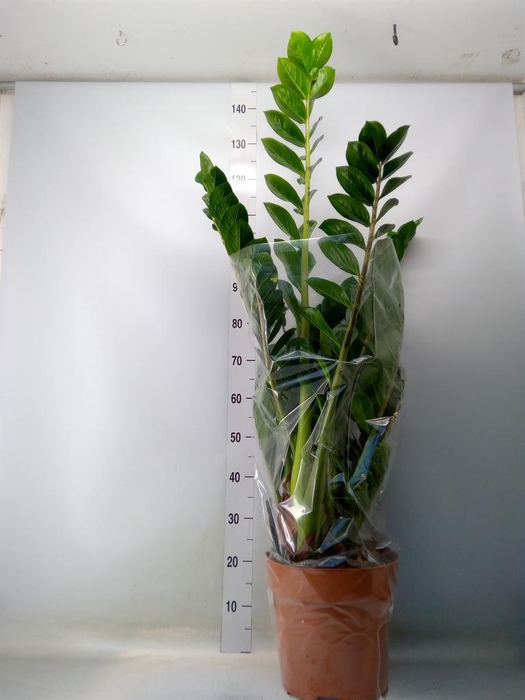 <h4>Zamioculcas zamiifolia</h4>