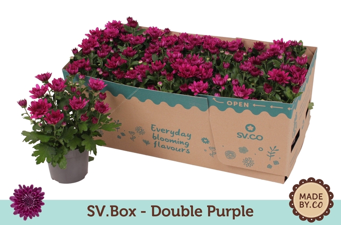 <h4>Chrysant Double Purple in SV.Box</h4>