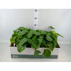 Pilea peperomoides