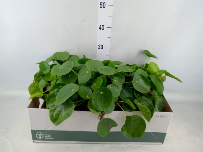 <h4>Pilea peperomoides</h4>