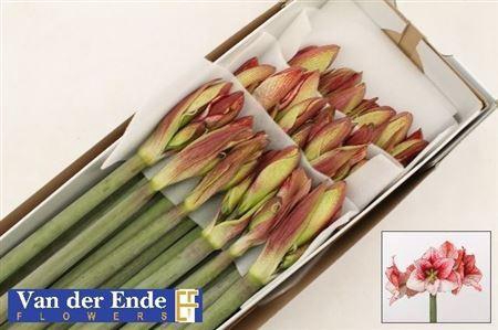 <h4>Hipp Ga Showmaster</h4>