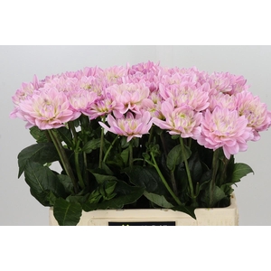 Dahlia Princess Kate