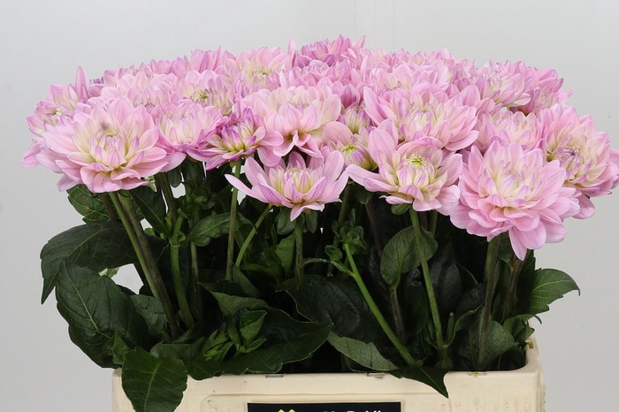 <h4>Dahlia Princess Kate</h4>