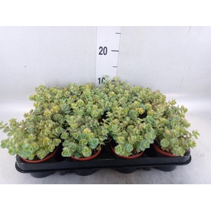 Sedum sieboldii 'Mediovariegatum'