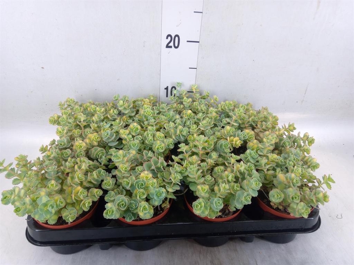<h4>Sedum sieboldii 'Mediovariegatum'</h4>