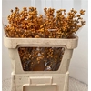 Ilex Kl Bh Metallic Erika