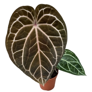 Anthurium Red Crystallinum