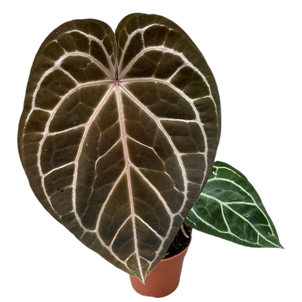 <h4>Anthurium Red Crystallinum</h4>