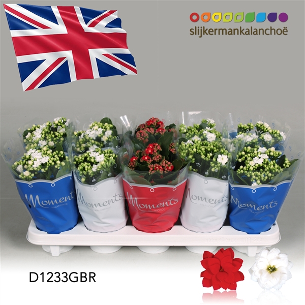<h4>Kalanchoe Moments - Great Britain flag</h4>