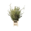 OLEA EUROPAEA PER STEM