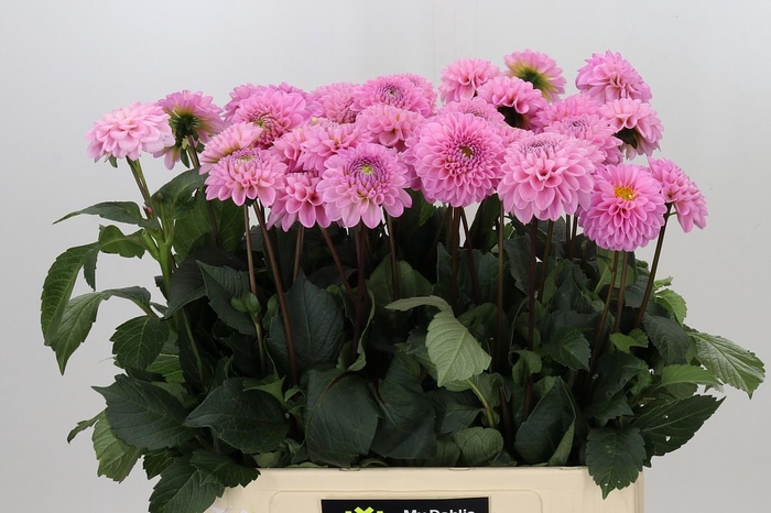 <h4>Dahlia Wizard of Oz</h4>