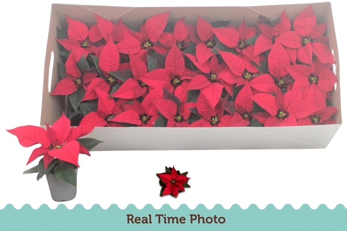 <h4>EUPHOR P CHR F RED</h4>