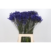 Agapanthus EYFORI Blue