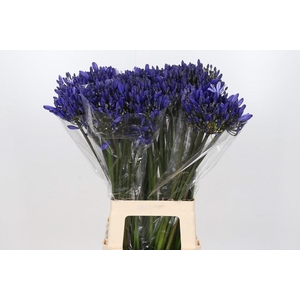 Agapanthus EYFORI Blue