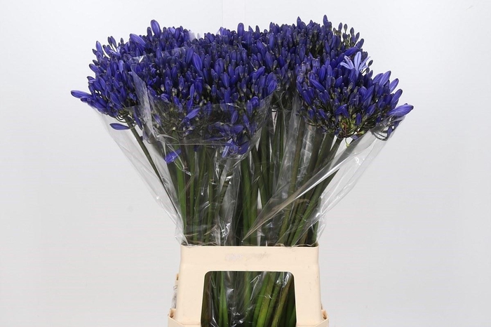 <h4>Agapanthus EYFORI Blue</h4>