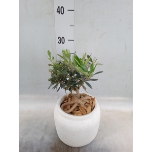 Arr.   Tuinplanten H%