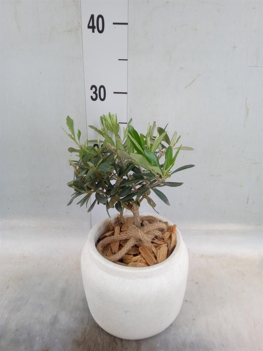 <h4>Arr.   Tuinplanten H%</h4>