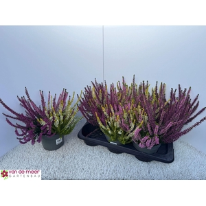 Calluna Beauty Ladies gemengd in pot 3klr.