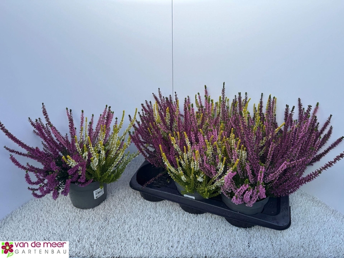<h4>Calluna Beauty Ladies gemengd in pot 3klr.</h4>