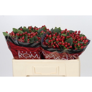 Hypericum True Romance
