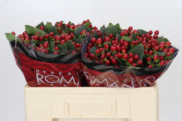 <h4>Hypericum True Romance</h4>