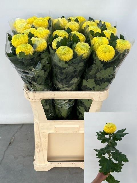 <h4>CHR G SUNNY B BECKER EX</h4>