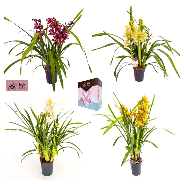 <h4>3 - 4 tak cymbidium mix</h4>