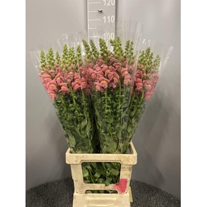 Antir Poto Dark Pink