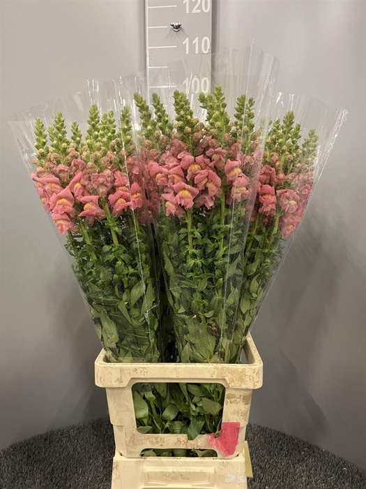 <h4>Antir Poto Rose</h4>