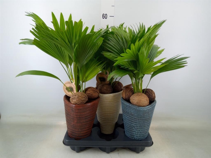 <h4>Livistona rotundifolia</h4>