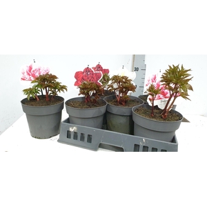 PAEONIA H.HYBRID GEM