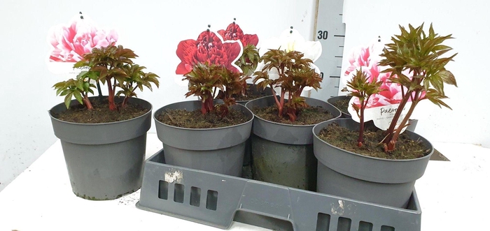 <h4>PAEONIA H.HYBRID GEM</h4>