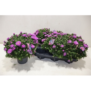 Aster D Alpha Pink