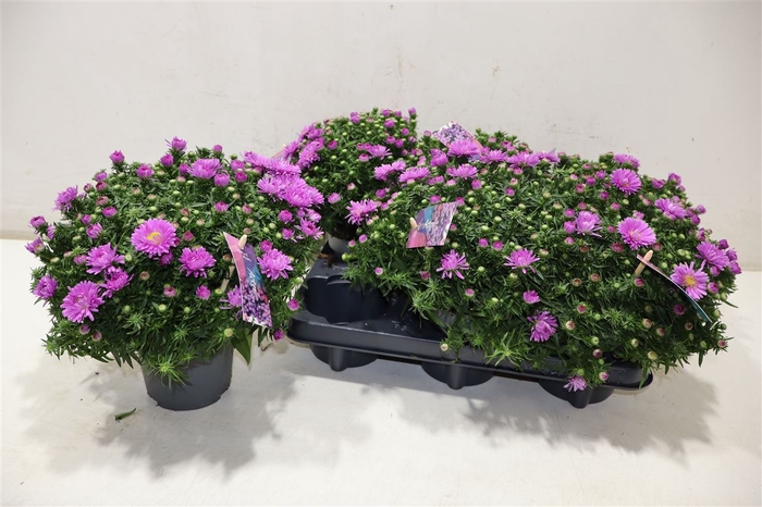 <h4>Aster D Alpha Pink</h4>