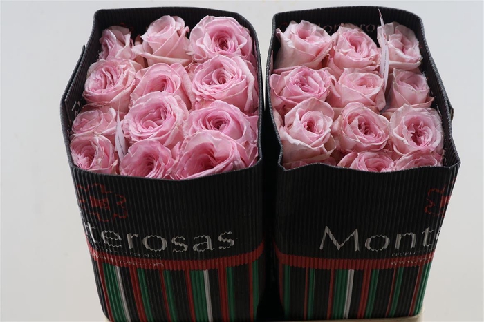 <h4>R Gr Ohara Pink</h4>