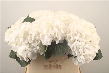 <h4>Hydr M My Akito</h4>