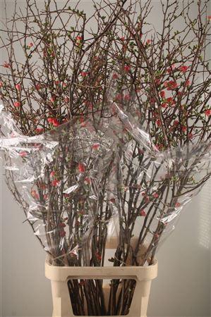 <h4>Chaenomeles Superba</h4>