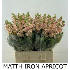 MATTH IRON APRICOT