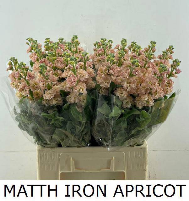 <h4>MATTH IRON APRICOT</h4>