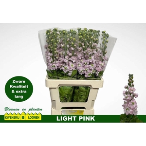 MATTH MILLA LIGHT PI