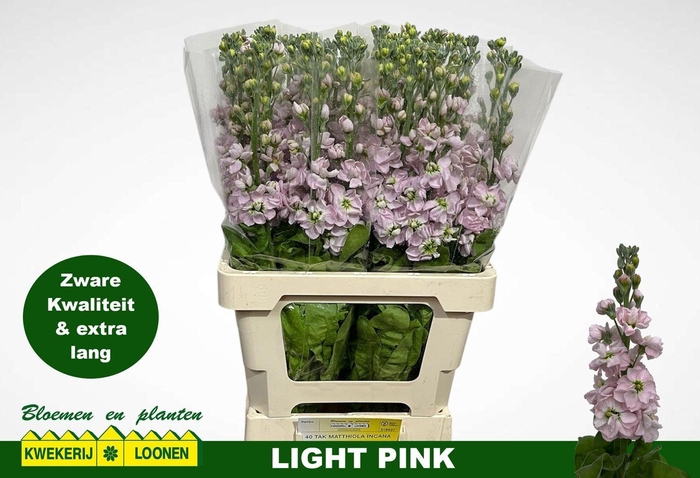 <h4>MATTH MILLA LIGHT PI</h4>