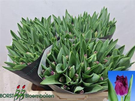 <h4>Tu Fr Purple Crystal</h4>