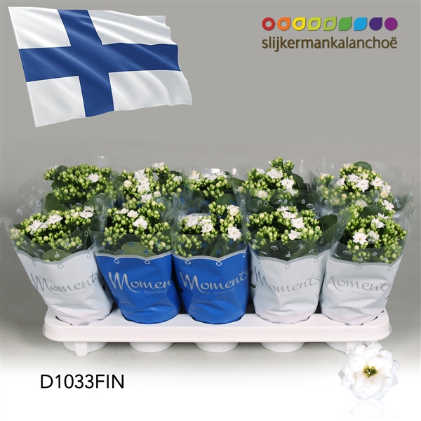 <h4>Kalanchoe Moments - Finland flag</h4>