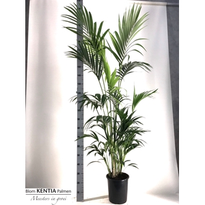 HOWEA FORSTERIANA