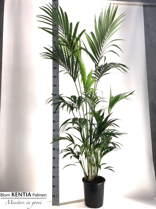 <h4>HOWEA FORSTERIANA</h4>